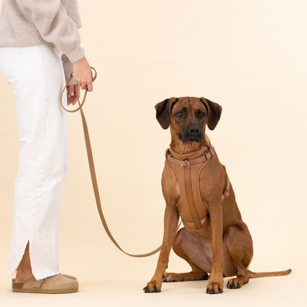 ComfyPaws Dog Harness Walking Set with Leash and Poop Bag Holder